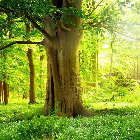 Ferienwohnung Am Weltnaturerbe Grumsin Ziehten Экстерьер фото