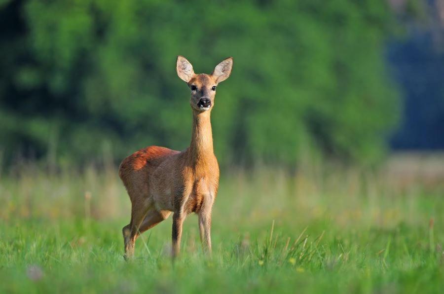 Ferienwohnung Am Weltnaturerbe Grumsin Ziehten Экстерьер фото