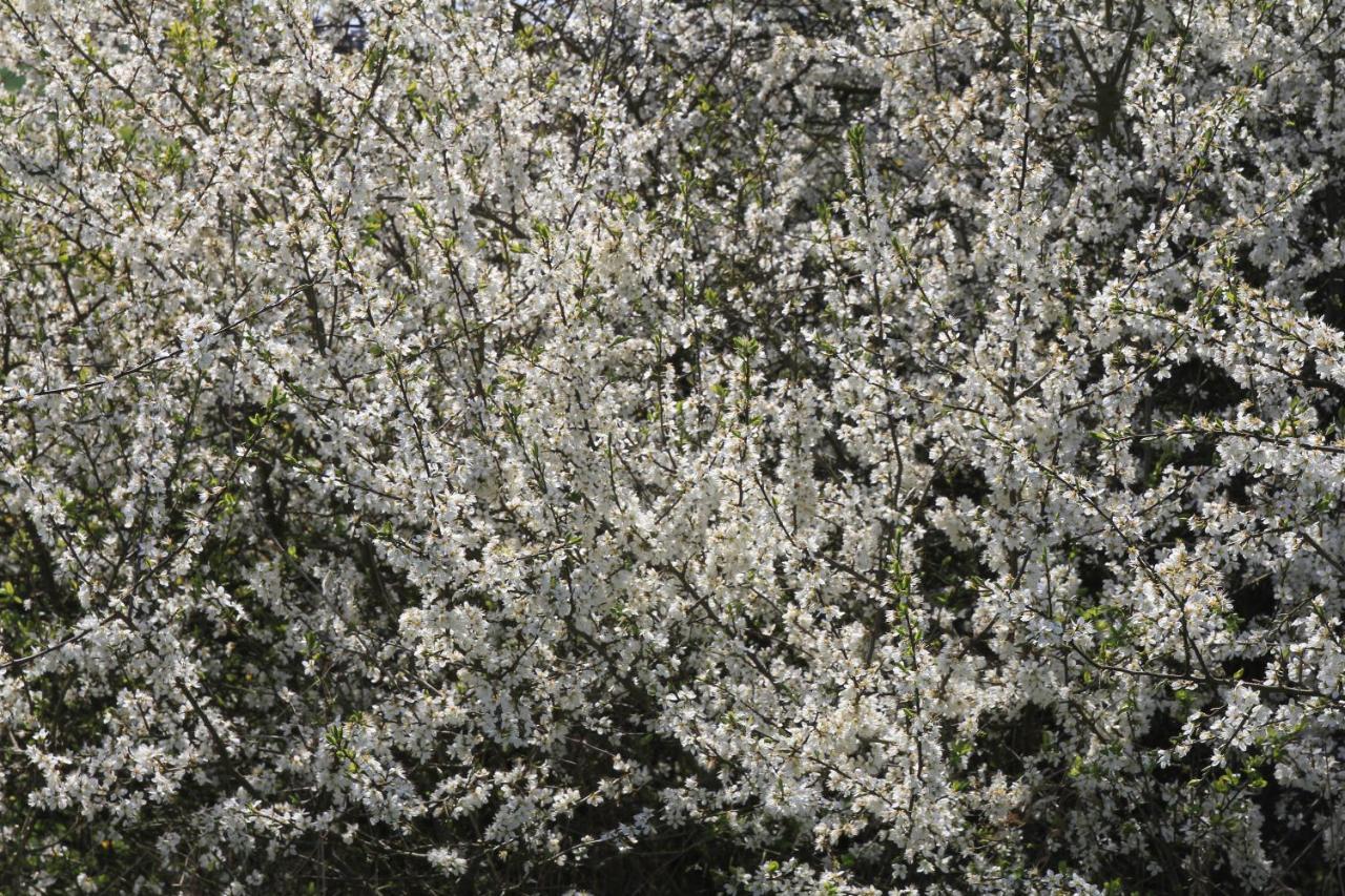 Ferienwohnung Am Weltnaturerbe Grumsin Ziehten Экстерьер фото
